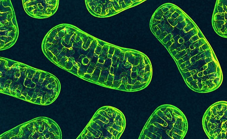 Link to Small but mighty